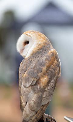 owl-hp.jpg